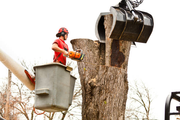 Best Leaf Removal  in Salisbury, MO